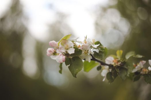 spring background with white flowers and apple leaves. Blur spring blossom background