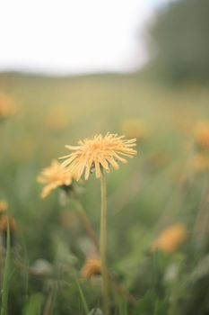Yellow bright flowers dandelions on background of green meadows. Spring and summer background.