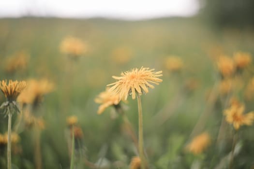 Yellow bright flowers dandelions on background of green meadows. Spring and summer background.