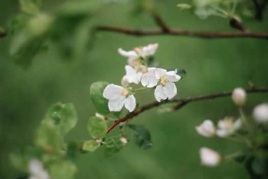 spring background with white flowers and apple leaves. Blur spring blossom background