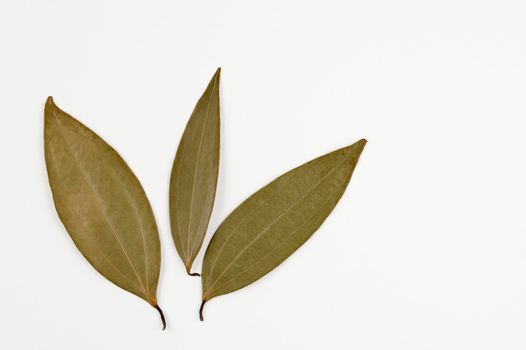 Closeup shot of three Bay leaves (cinnamomum tamala) on a white background