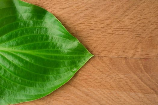 Green Leaves, Roadway Hosts, Shot Close-up Against Wooden Board Background