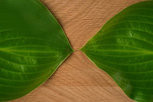 Green Leaves, Roadway Hosts, Shot Close-up Against Wooden Board Background