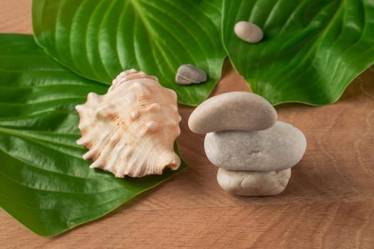 Green leaves, stones of various sizes and a shell on a wooden board background