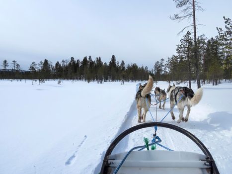 Riding husky sledge in Lapland landscape
