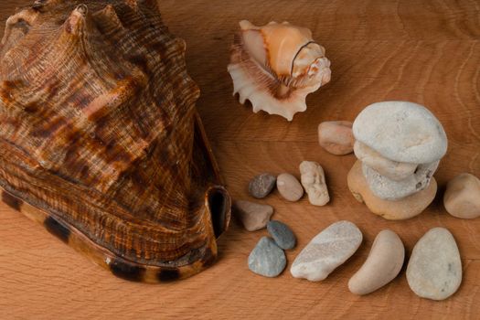 Seashells and a bunch of sea stones, on a wooden board