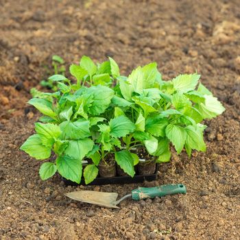 Plastic box full of seedlings of asters flowers on the ground