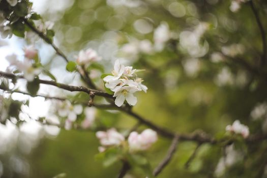 spring background with white flowers and apple leaves. Blur spring blossom background