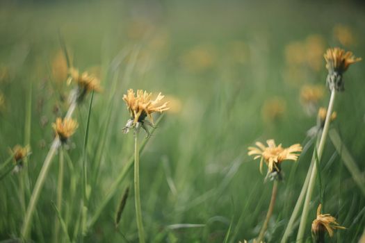 Yellow bright flowers dandelions on background of green meadows. Spring and summer background.