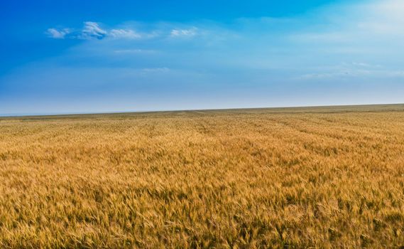 a field with ripe wheat which has taken on a yellow color, against a blue sky