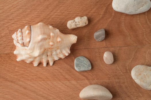 Smooth stones of various sizes and a shell on the background of a wooden board