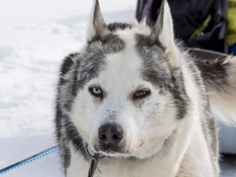 Husky dog black and white colour with blue and brown eyes in winter