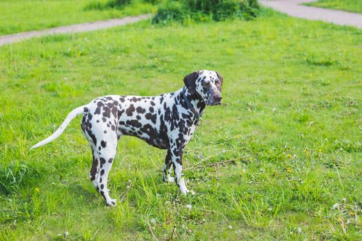 cute puppy Dalmatian for a walk in the Park portrait