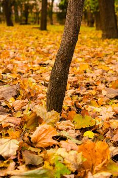 yellow leaves in the park area on trees and on the ground in autumn