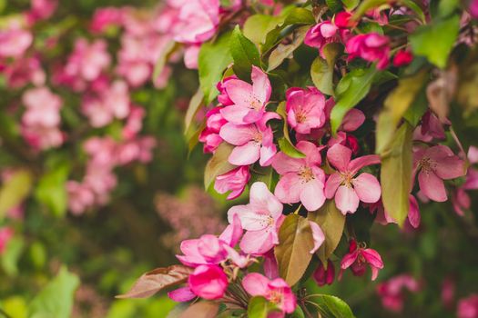 Branch with many vivid decorative red crab apple flowers and blooms in a tree in full bloom in a garden in a sunny spring day