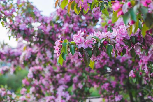 Branch with many vivid decorative red crab apple flowers and blooms in a tree in full bloom in a garden in a sunny spring day