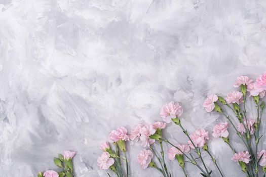 loose pink carnations scattered on cement background, spring holidays, valentine's day, international women's day on march 8, may 1 labor day, copy space. High quality photo