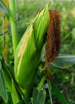 Young corn with a ripening head of cabbage on the trunk of a plant in a field against, a background of green vegetation