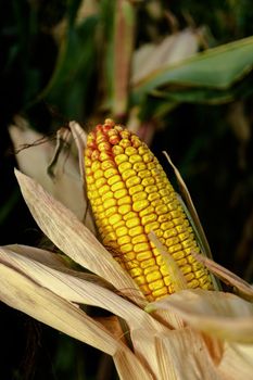 Ripe corn in a head of cabbage, half peeled on the trunk of a plant