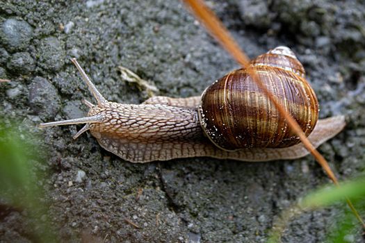 Roman Snail - Helix pomatia, common snail from European gardens and meadows, Czech Republic. High quality photo