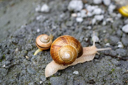 Roman Snail - Helix pomatia, common snail from European gardens and meadows, Czech Republic. High quality photo