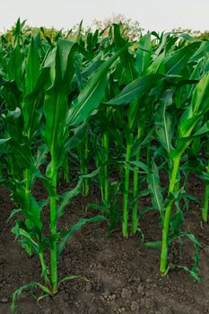 Young shoots of corn planted, in a row in a vegetable garden