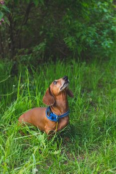 Portrait of a cute dog, sitting on a summer green meadow with white clover flowers. Purebred dachshund. Obedience concept.