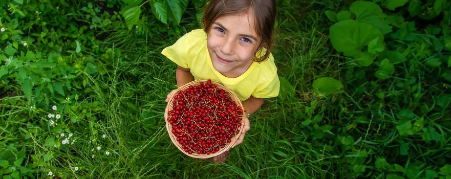 The child is harvesting red currants. Selective focus. Food.