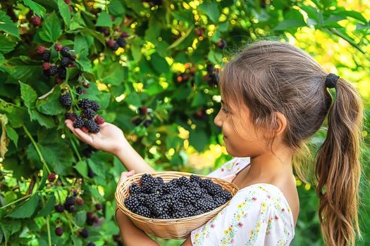 The child is harvesting blackberries in the garden. Selective focus. Food.