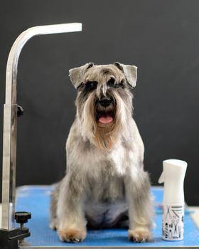 Miniature schnauzer sits with a new hairstyle on the grooming table.