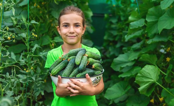 The child holds the harvest of cucumbers in his hands. Selective focus. Food.