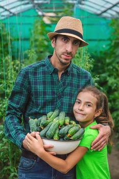 A man farmer and a child are holding a harvest of cucumbers in their hands. Selective focus. Food.