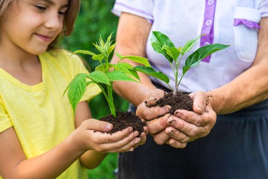 The grandmother and the child are holding a plant sprout in their hands. Selective focus. Nature.