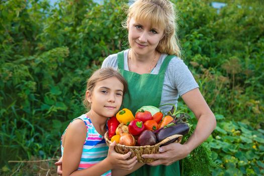 Woman farmer and child in the garden with a harvest of vegetables. Selective focus. Kid.