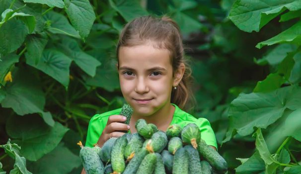 The child holds the harvest of cucumbers in his hands. Selective focus. Food.