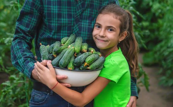 A man farmer and a child are holding a harvest of cucumbers in their hands. Selective focus. Food.