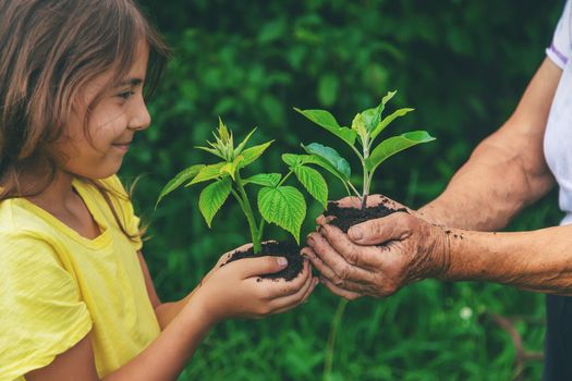 The grandmother and the child are holding a plant sprout in their hands. Selective focus. Nature.