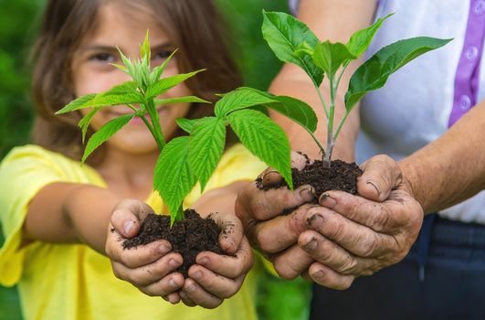 The grandmother and the child are holding a plant sprout in their hands. Selective focus. Nature.