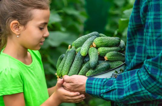 A man farmer and a child are holding a harvest of cucumbers in their hands. Selective focus. Food.