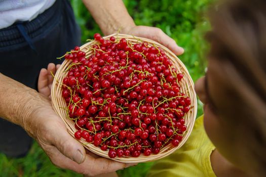 The child and grandmother are harvesting red currants. Selective focus. Food.