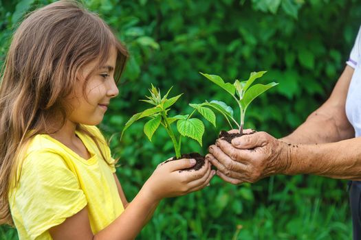 The grandmother and the child are holding a plant sprout in their hands. Selective focus. Nature.