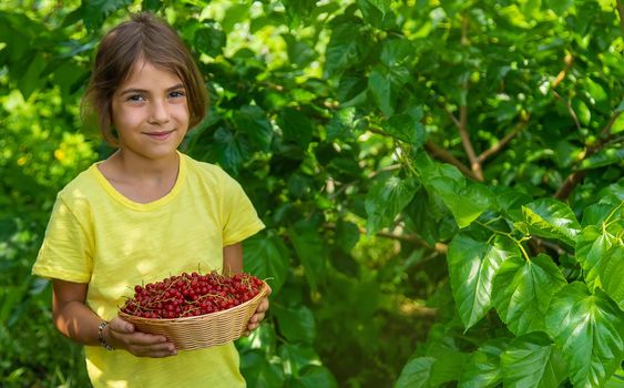 The child is harvesting red currants. Selective focus. Food.