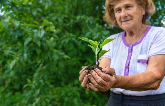 Grandmother holds a sprout of a plant in her hands. Selective focus. Nature.