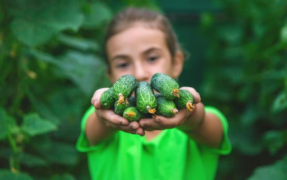 The child holds the harvest of cucumbers in his hands. Selective focus. Food.