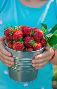 A child harvests strawberries in the garden. Selective focus. Kid.
