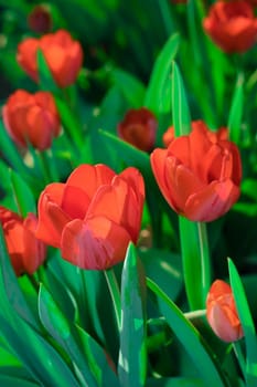 Red tulips opened their buds in spring
