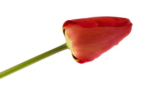 Flowers, blossoming tulip bud, red color, on a white background