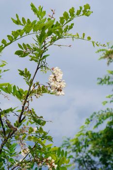 Acacia blossoms with white petals, in spring