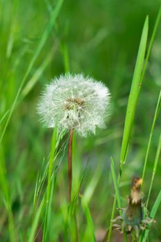 Fluffy white dandelion grows among the grass.