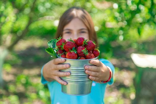 A child harvests strawberries in the garden. Selective focus. Kid.